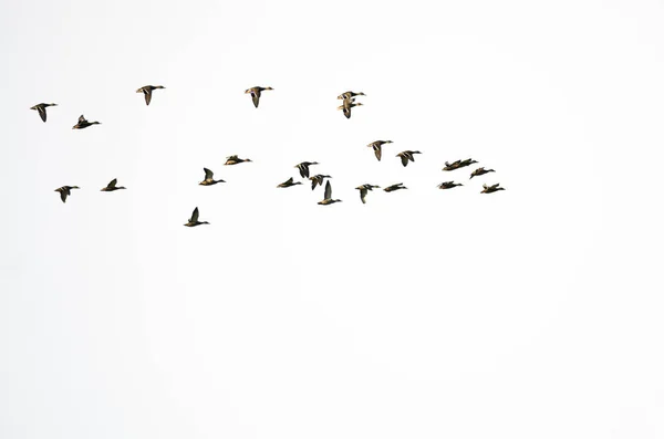 大群的野鸭在白色背景下飞翔 — 图库照片