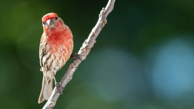 Finch Hanesi Ağaç Dalı 'na tünemiş.