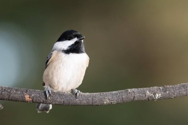 Carolina Chickadee İnce bir dala nazikçe tünedi
