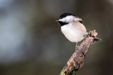Carolina Chickadee İnce bir dala nazikçe tünedi