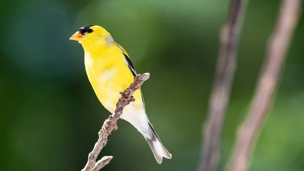 Jilguero Americano Encaramado Una Rama Árbol —  Fotos de Stock