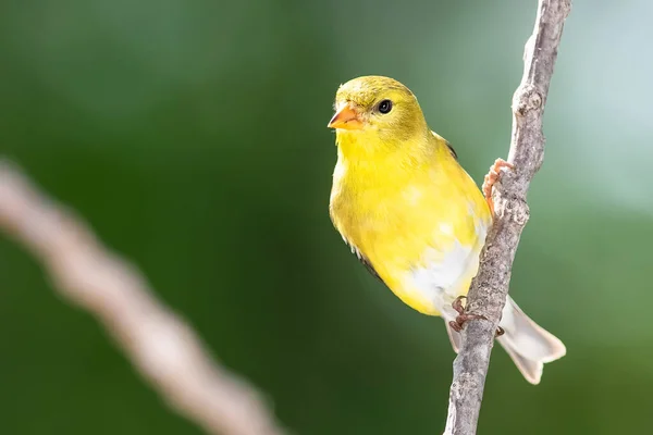 Cardellino Americano Appoggiato Ramo Albero — Foto Stock