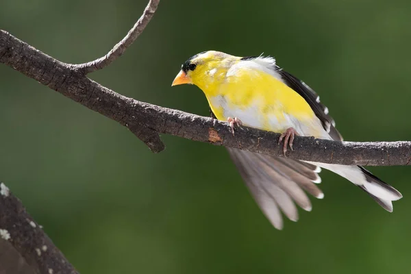 American Goldfinch Empoleirado Nas Filiais Árvore — Fotografia de Stock