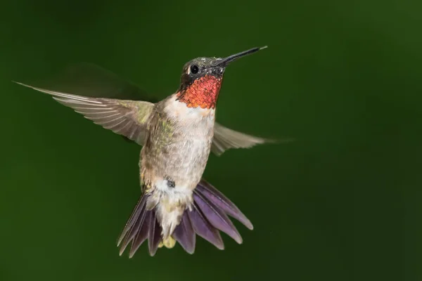 Ruby Throated Koliber Unoszący Się Zielonym Lesie — Zdjęcie stockowe