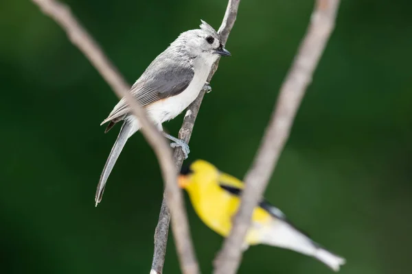 Curioso Tufted Titmouse Empoleirado Com Goldfinch Ramo Slender Tree — Fotografia de Stock