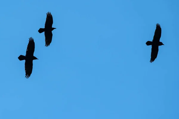Trzy Kruki Latające Błękitnym Niebie — Zdjęcie stockowe
