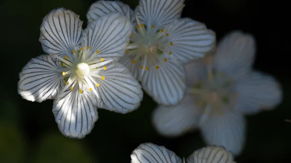 Close Look Petals Delicate White Bog Star — Stock Photo, Image