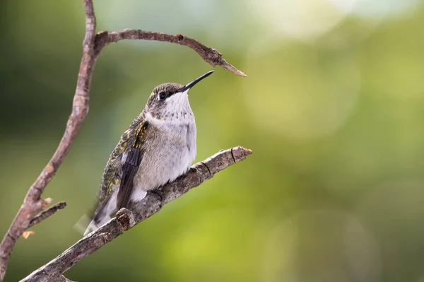 Ruby Throated Hummingbird Perched Delicately Slender Tree Branch — Stock Photo, Image