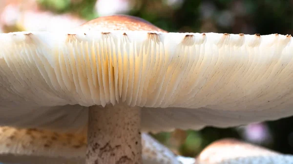 Nature Abstract Close Look Gills Parasol Mushroom — стокове фото