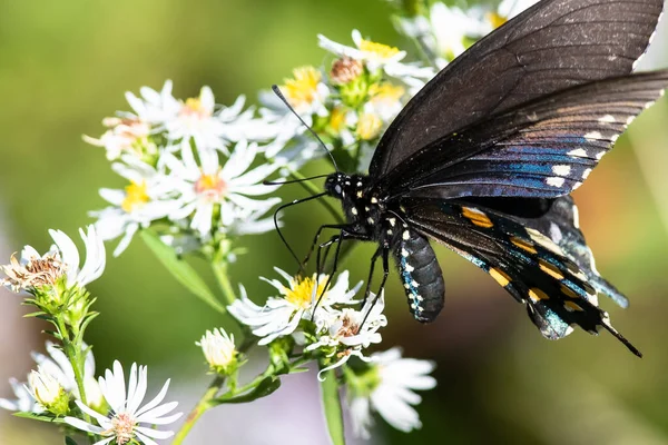 Spicebush Swallowtail Butterfly Beber Néctar Flor Alojamento — Fotografia de Stock