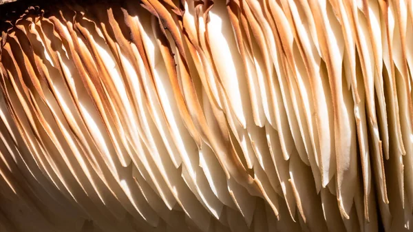 Natura Astratta Guarda Vicino Gills Parasol Mushroom — Foto Stock