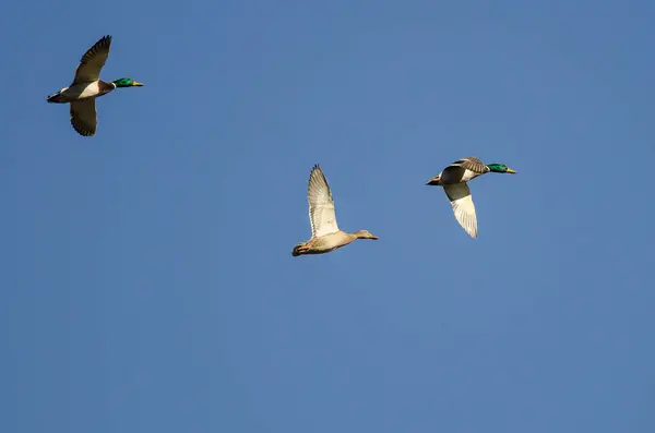 青い空を飛ぶ3匹のマガモ — ストック写真