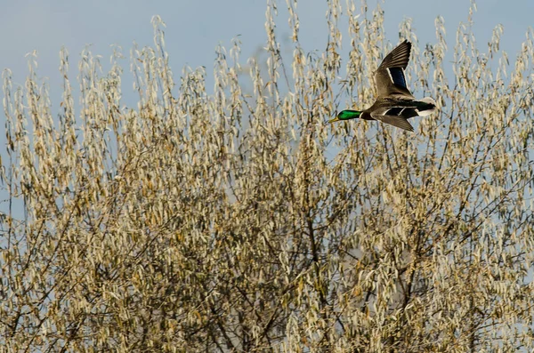 Mallard Duck Flying Autumn Trees — Stock Photo, Image