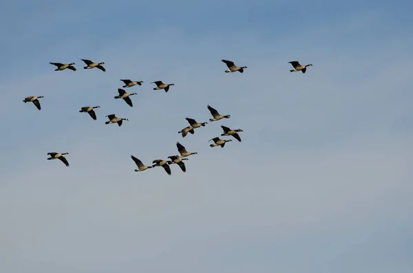Herde Von Kanadagänsen Fliegt Blauem Himmel — Stockfoto