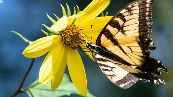 Hirondelle Tigrée Est Sirotant Nectar Fleur Accommodante — Photo