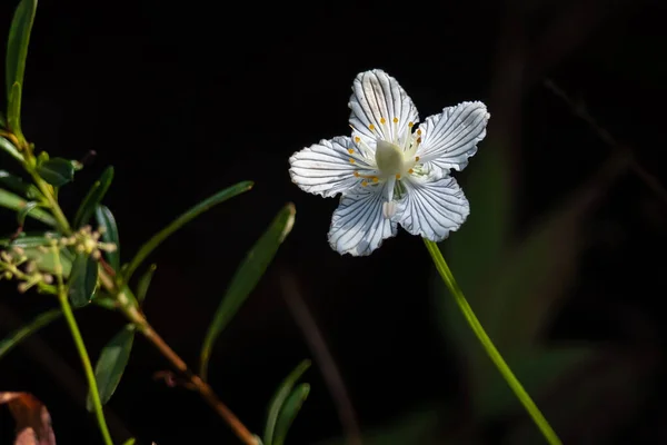 Fechar Olhe Para Pétalas Delicado White Bog Star — Fotografia de Stock