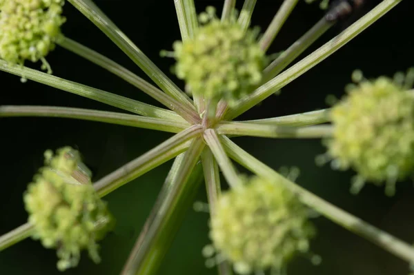 Nature Abstract Das Komplizierte Stammnetzwerk Einer Keimenden Wildblume — Stockfoto