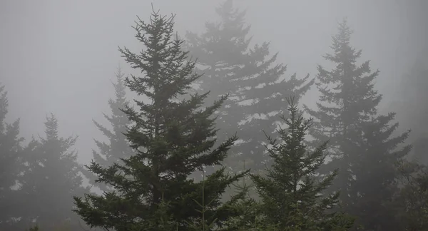 Bosque Inmóvil Envuelto Niebla Silenciosa Montaña — Foto de Stock