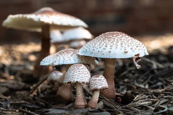 Cluster Funghi Ombrelloni Che Spuntano Terra — Foto Stock