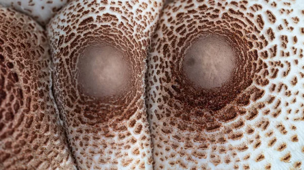 自然文摘 巴索蘑菇的盖帽 — 图库照片