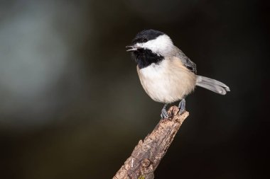 Carolina Chickadee İnce bir dala nazikçe tünedi