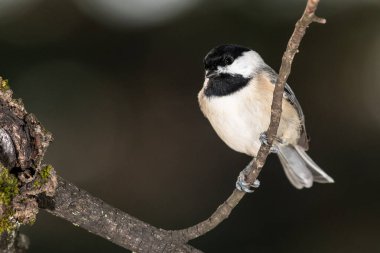 Carolina Chickadee İnce bir dala nazikçe tünedi