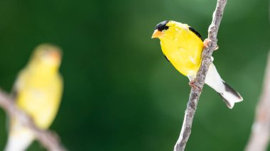 Bir çift Amerikan ispinozu Ağaçta tünemiş