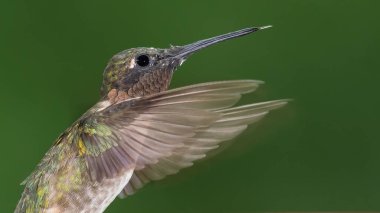 Ruby Gırtlak Sinek Kuşu Yeşil Ormanda Uçuyor