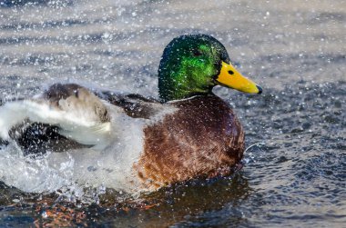 Mallard Duck Serin ve Ferahlatıcı Su 'da Oynuyor ve Sıçrıyor