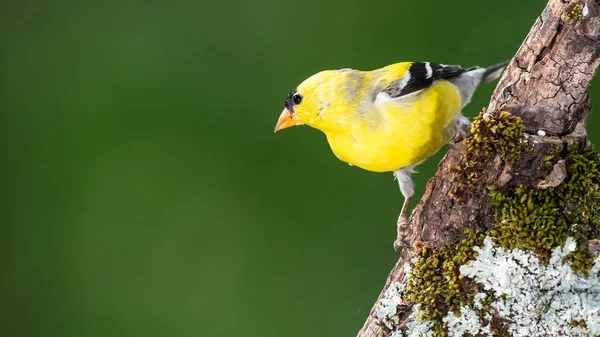 Americká Pěnkava Sedící Stromě — Stock fotografie