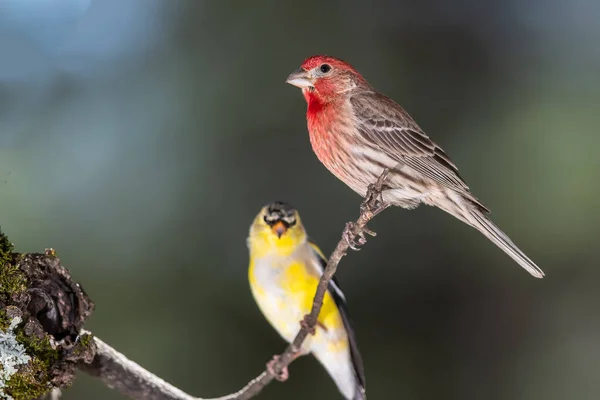Curious House Finch Perched Tree American Goldfinch — Stock Photo, Image