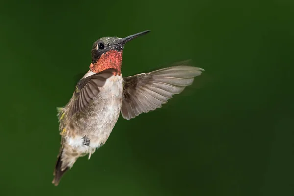 Gola Rubino Colibrì Librarsi Nella Foresta Verde — Foto Stock