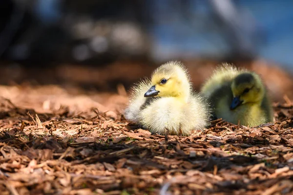 Νεογέννητος Gosling Ξεκουράζεται Ήσυχα Στο Μαλακό Έδαφος — Φωτογραφία Αρχείου