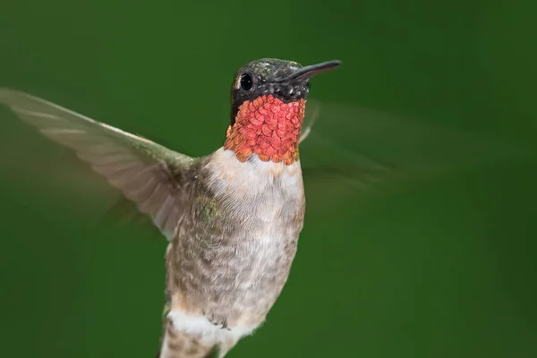 Ruby Throated Hummingbird Hover Green Forest — Stok Foto