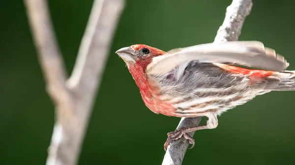 House Finch Resting Branch Tree — Stock Photo, Image