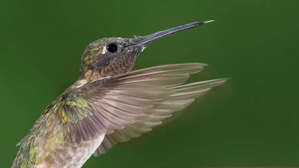 Ruby Throated Hummingbird Αιωρείται Στο Πράσινο Δάσος — Φωτογραφία Αρχείου