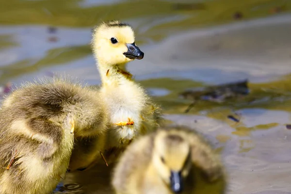 Bedårande Nyfödda Goslings Lära Sig Simma Den Uppfriskande Cool — Stockfoto