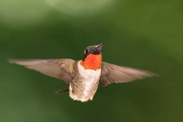 红宝石蜂鸟在绿林中盘旋 — 图库照片