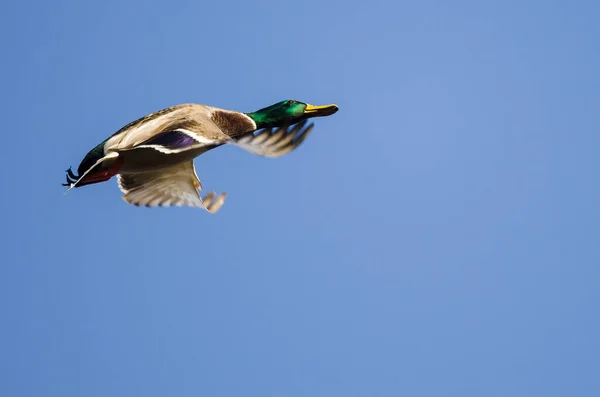 Stockente Fliegt Blauem Himmel — Stockfoto