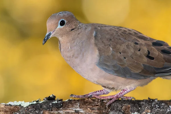 Mourning Dove Perched Autumn Branch — Stock Photo, Image
