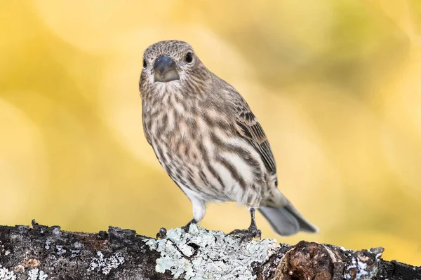 秋のブランチにパーチする家フィンチ — ストック写真