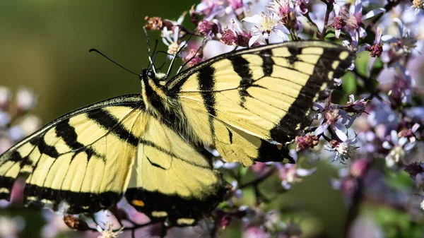 Hirondelle Tigrée Est Sirotant Nectar Fleur Accommodante — Photo