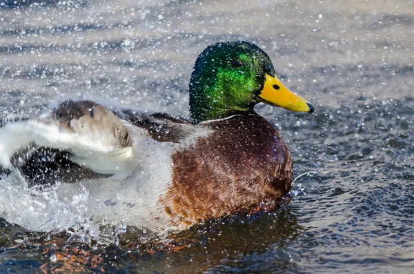 Anatra Reale Che Gioca Schizza Nell Acqua Fresca Rinfrescante — Foto Stock