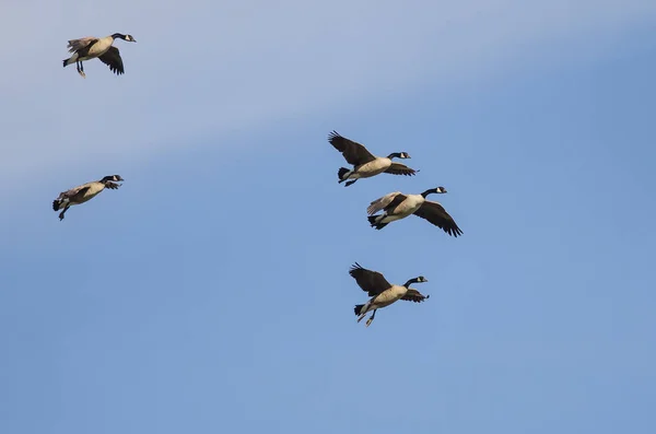 Flock Canada Gäss Förbereder Sig För Att Landa Medan Flyger — Stockfoto