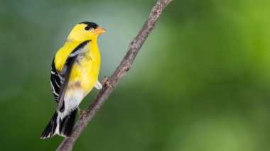 Amerikan ispinozu İnce bir ağaç dalına tünemiş