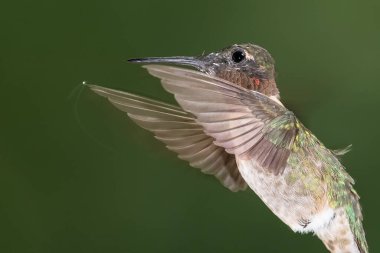 Ruby Gırtlak Sinek Kuşu Yeşil Ormanda Uçuyor