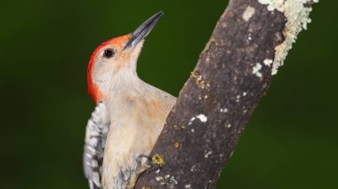 Ağaçta tünemiş Kırmızı Göbekli Ağaçkakan