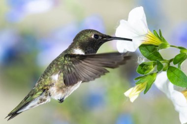 Siyah-Çin Sinek Kuşu Beyaz Çiçekler Arasında Nektar Arıyor