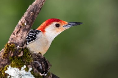 Kırmızı Göbekli Ağaçkakan Ağacın Dalına Tünemiş