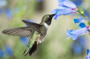 Siyah Çin Sinek Kuşu Mavi Çiçekler Arasında Nektar Arıyor